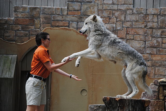 Pelatih hewan perempuan melatih seekor serigala