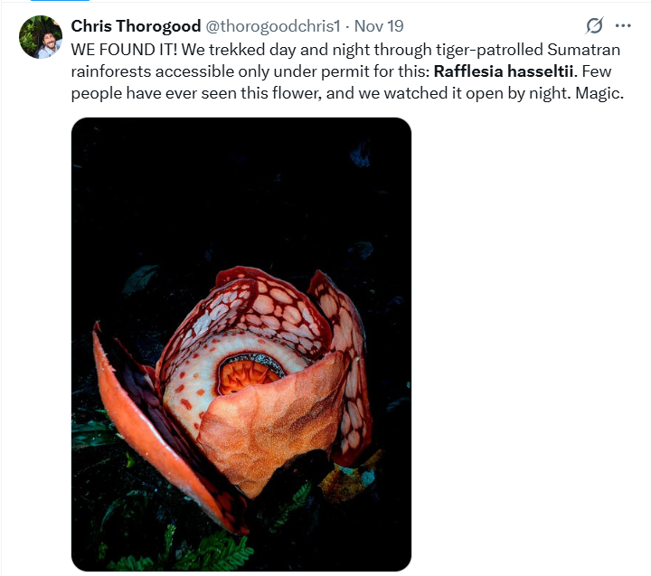 Momen Emosional Penemuan Bunga Rafflesia Hasseltii