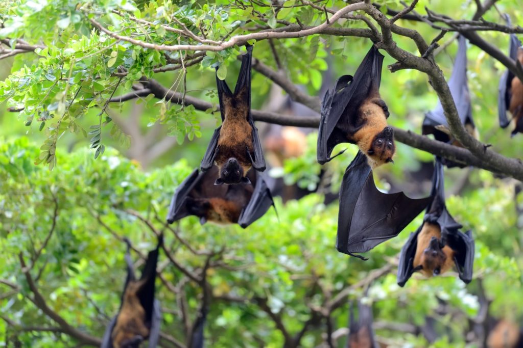 Apa Itu Virus Nipah: Berawal dari Kelelawar?