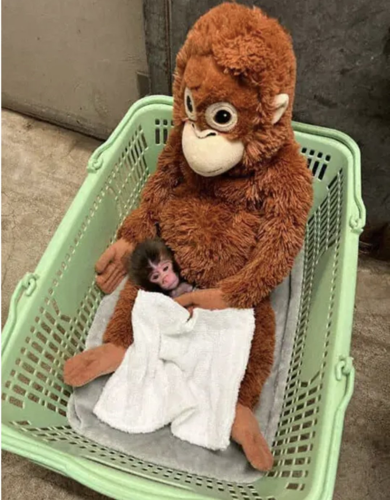 Bayi Monyet Punch di Jepang